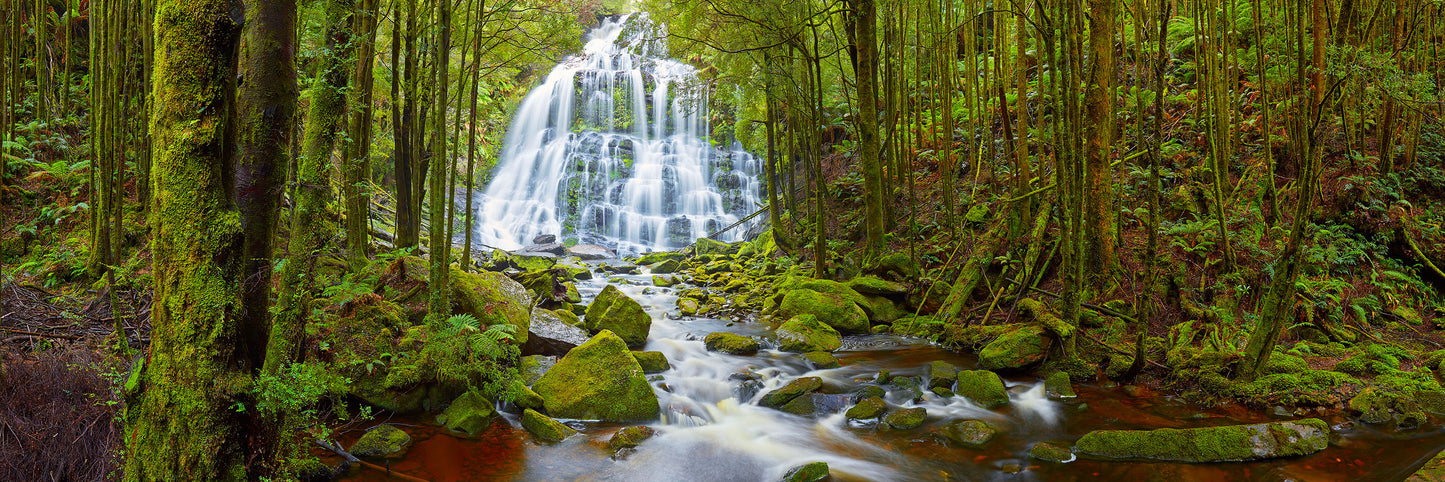Patience, Franklin Gordon Wild Rivers National Park TAS