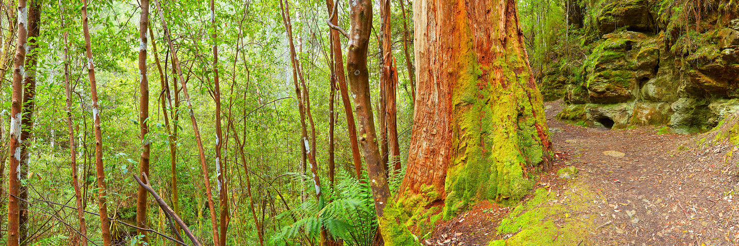 A Walk in the Forest, Snug TAS