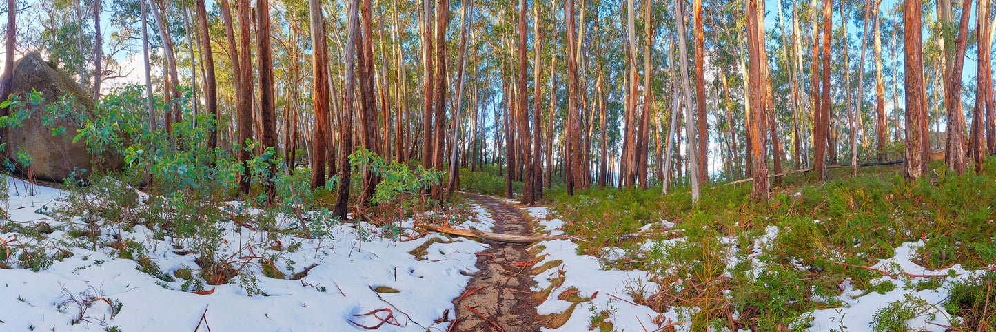 Spring has Sprung, Mount Buffalo VIC