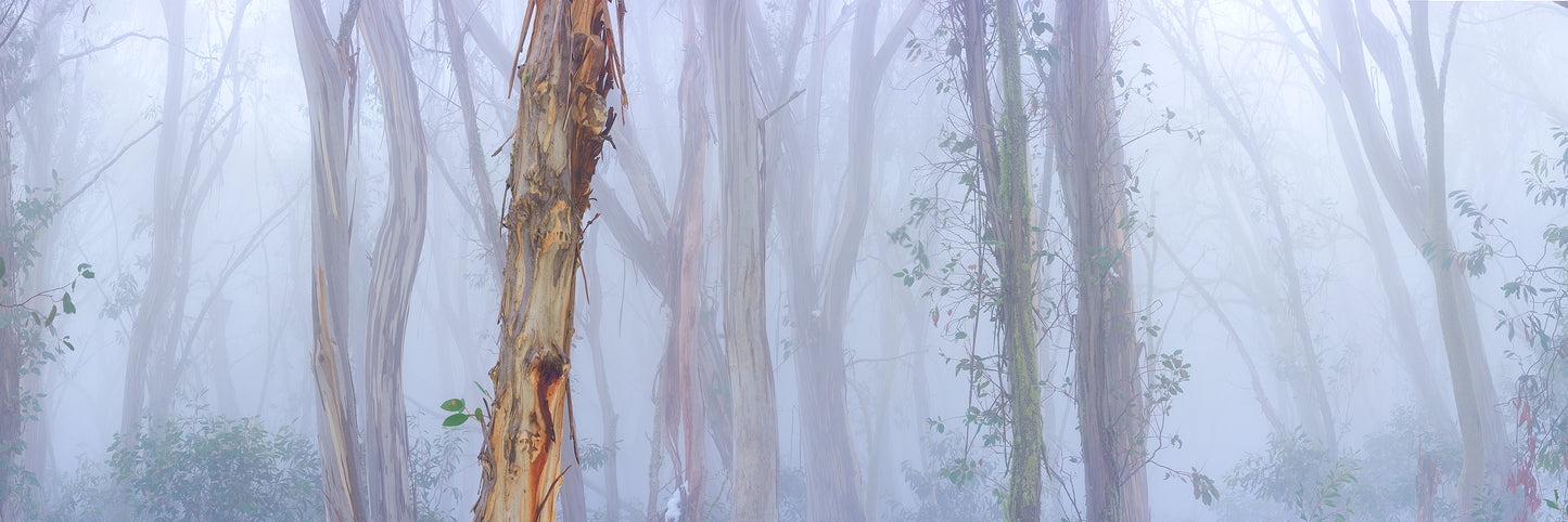 Peace in the Mountains, Mount Stirling VIC