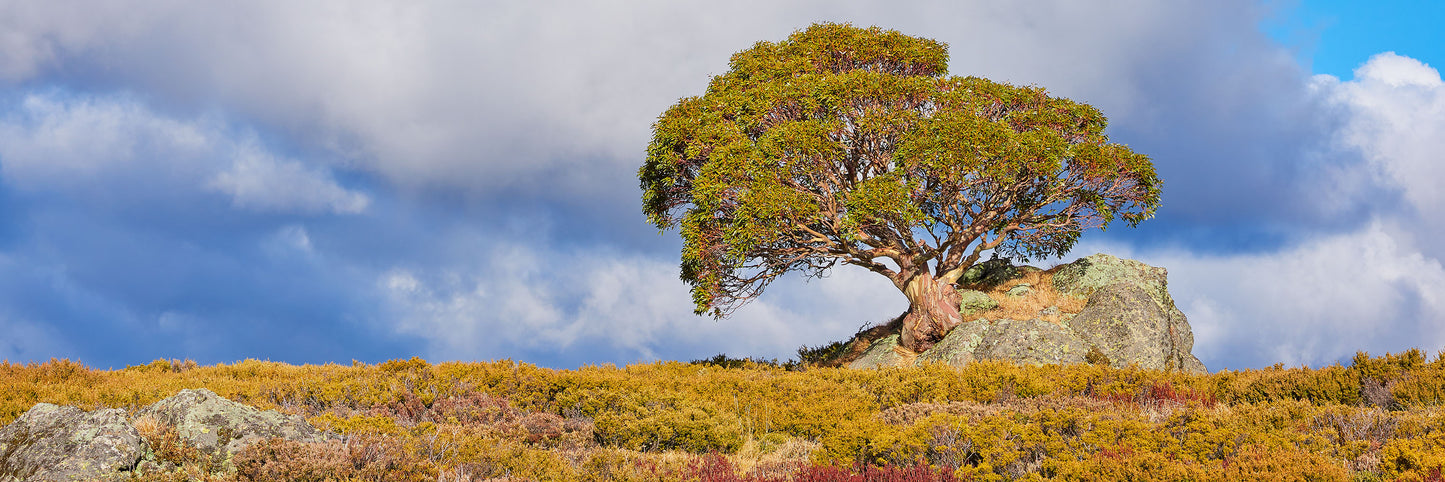 Growing Strong, Bogong High Plains VIC