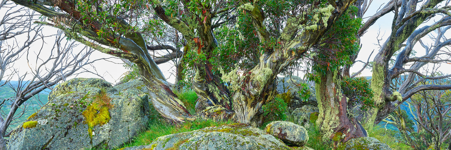 Gnarled, Bogong High Plains VIC