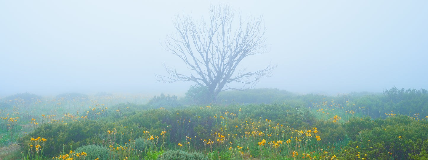 Life on the High Plains, Bogong High Plains VIC