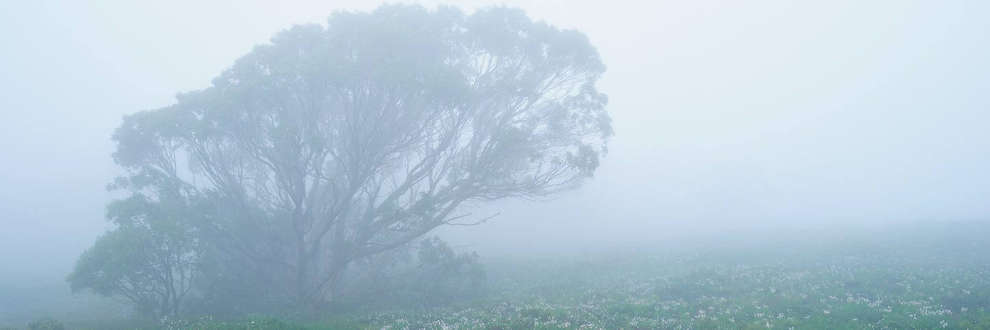 Dreamlike, Bogong High Plains VIC