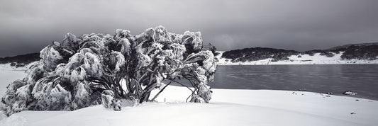 Shades of Winter, Bogong High Plains VIC