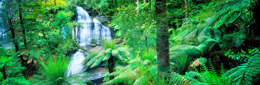 A Time to Heal, Great Otway National Park, Victoria