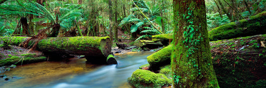 Heart of the Forest, Mount Field National Park TAS