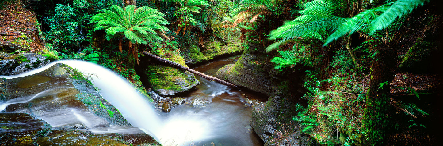 Sanctuary, Liffey Falls TAS