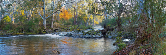 Bush Awakening, Howqua Hills VIC