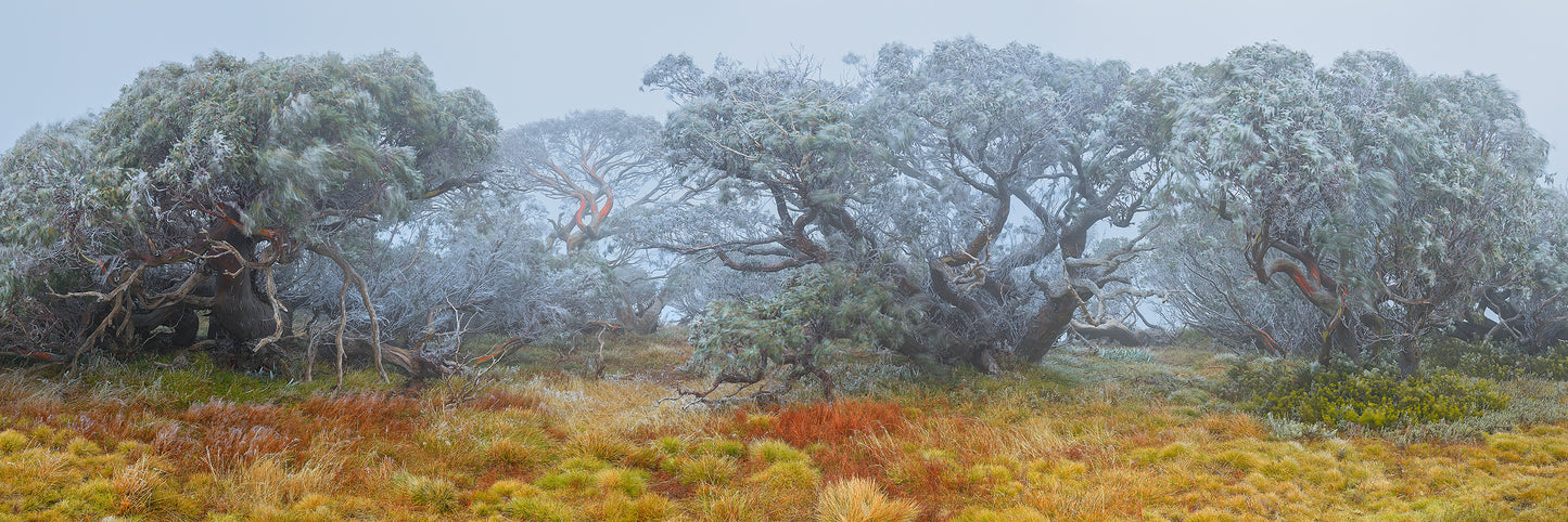 Survivors, Falls Creek VIC