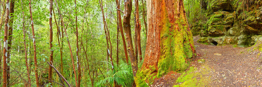 A Walk in the Forest, Snug TAS