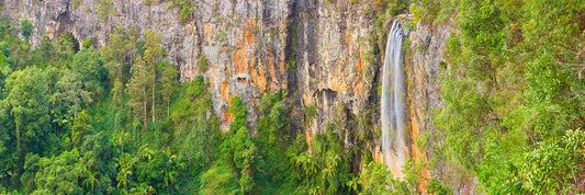 An Echo of Ancient Times, Springbrook National Park, QLD