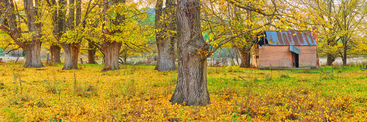 Autumn Hues, Mudgegonga VIC