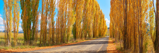 Golden Country, Ben Lomond NSW