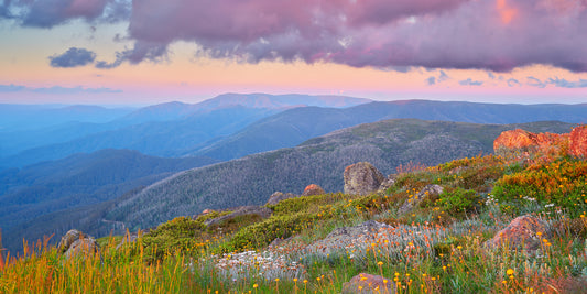 Wildflower Enchantment, Bogong High Plains VIC