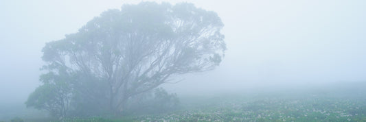 Dreamlike, Bogong High Plains VIC